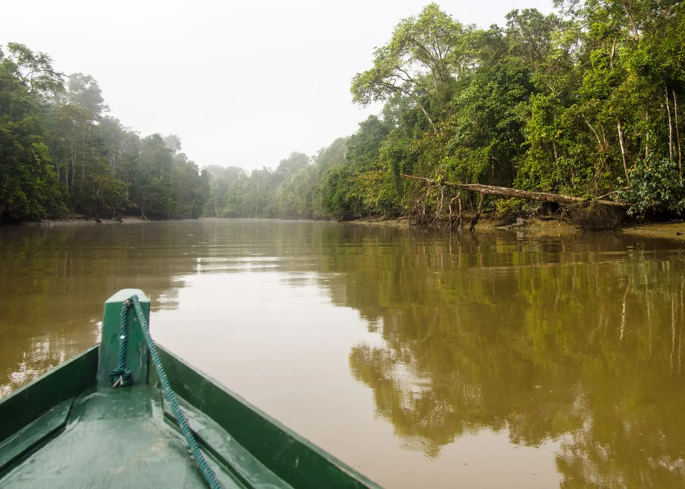 A riverboat moving along the forested Kinabatangan River
