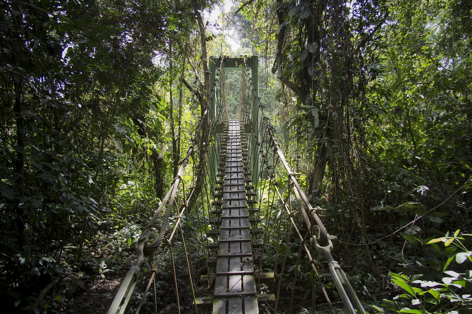 A raised rainforest walkway among the trees of Gunung Mulu National Park