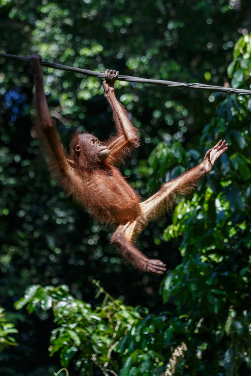 An orangutan in Sabah's forest near the Sepilok conservation area