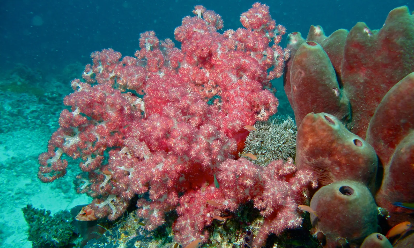 Tree coral at South Point, Sipadan, illustrating Sabah reef life rather than the Gaya Island course location
